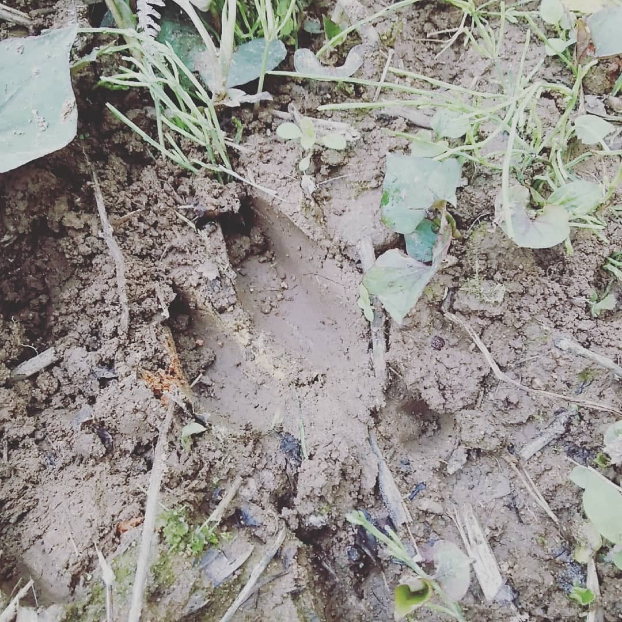 土の上に残った獣の痕跡