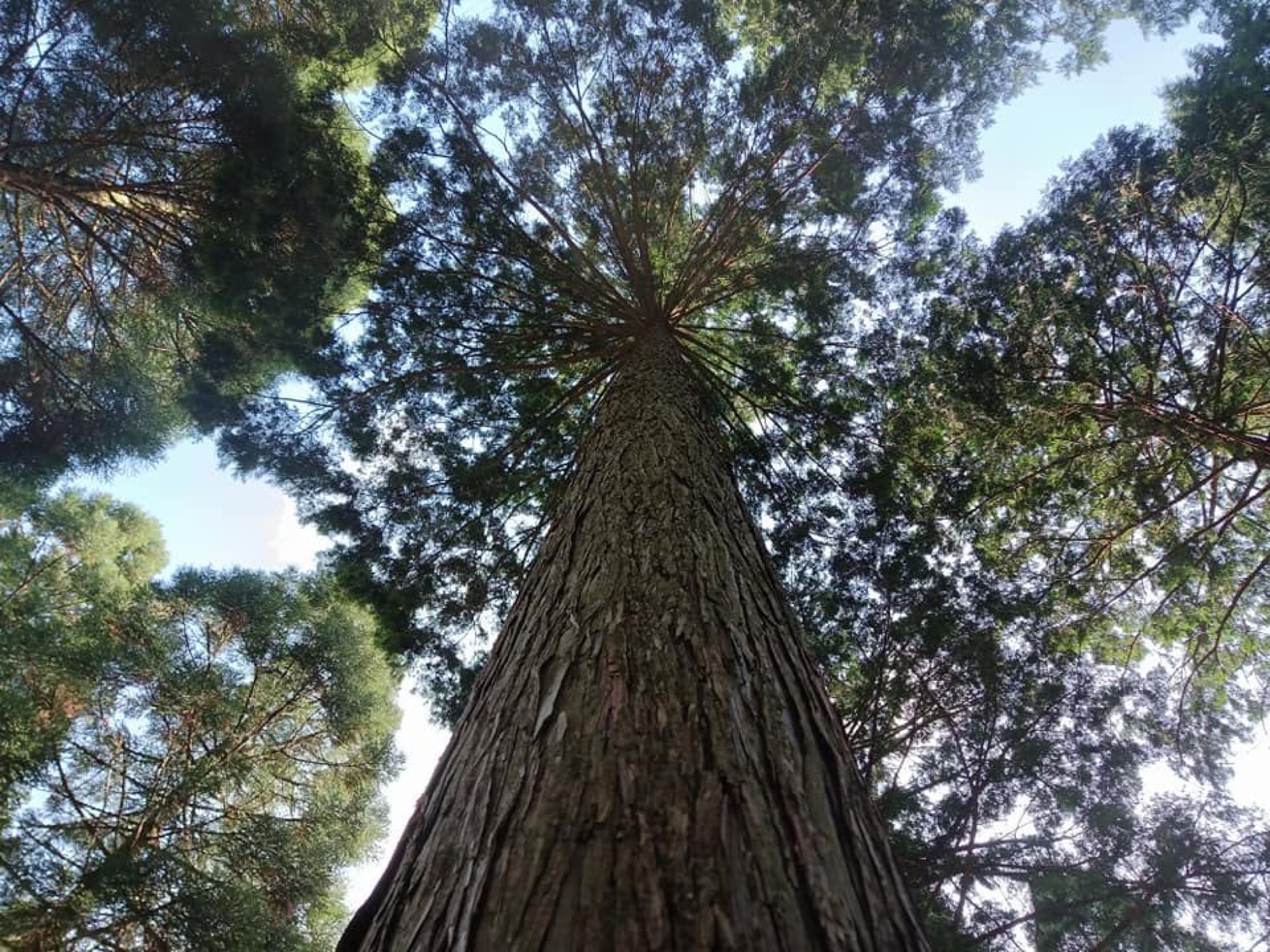 杉の幹を根元から見上げる