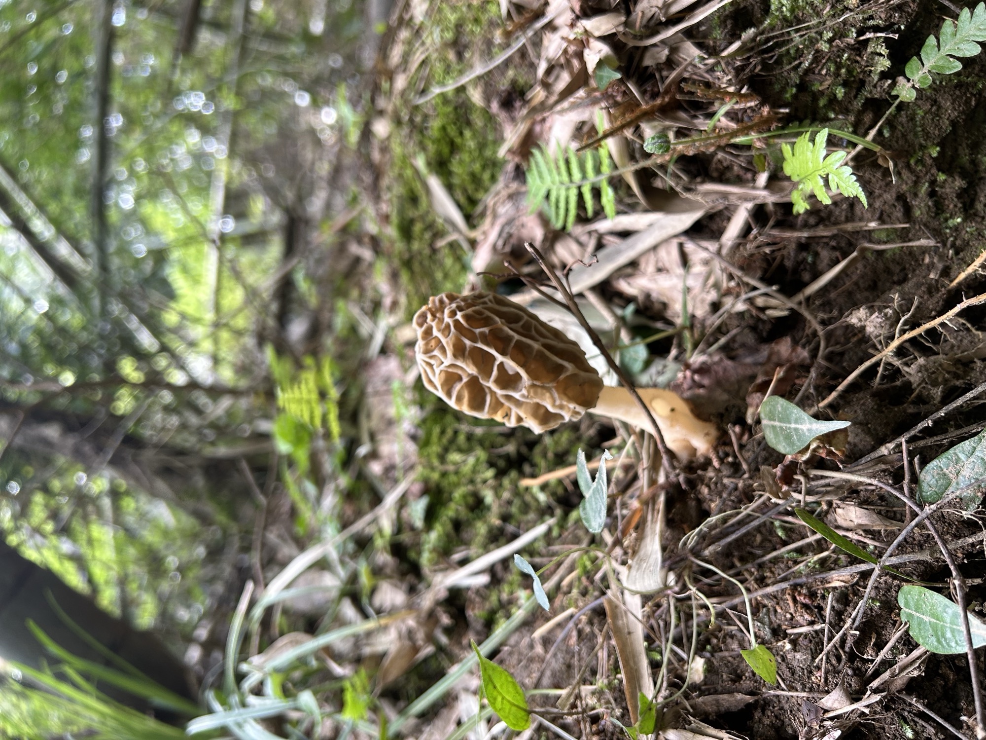 山の地面に生えているアミガサタケ