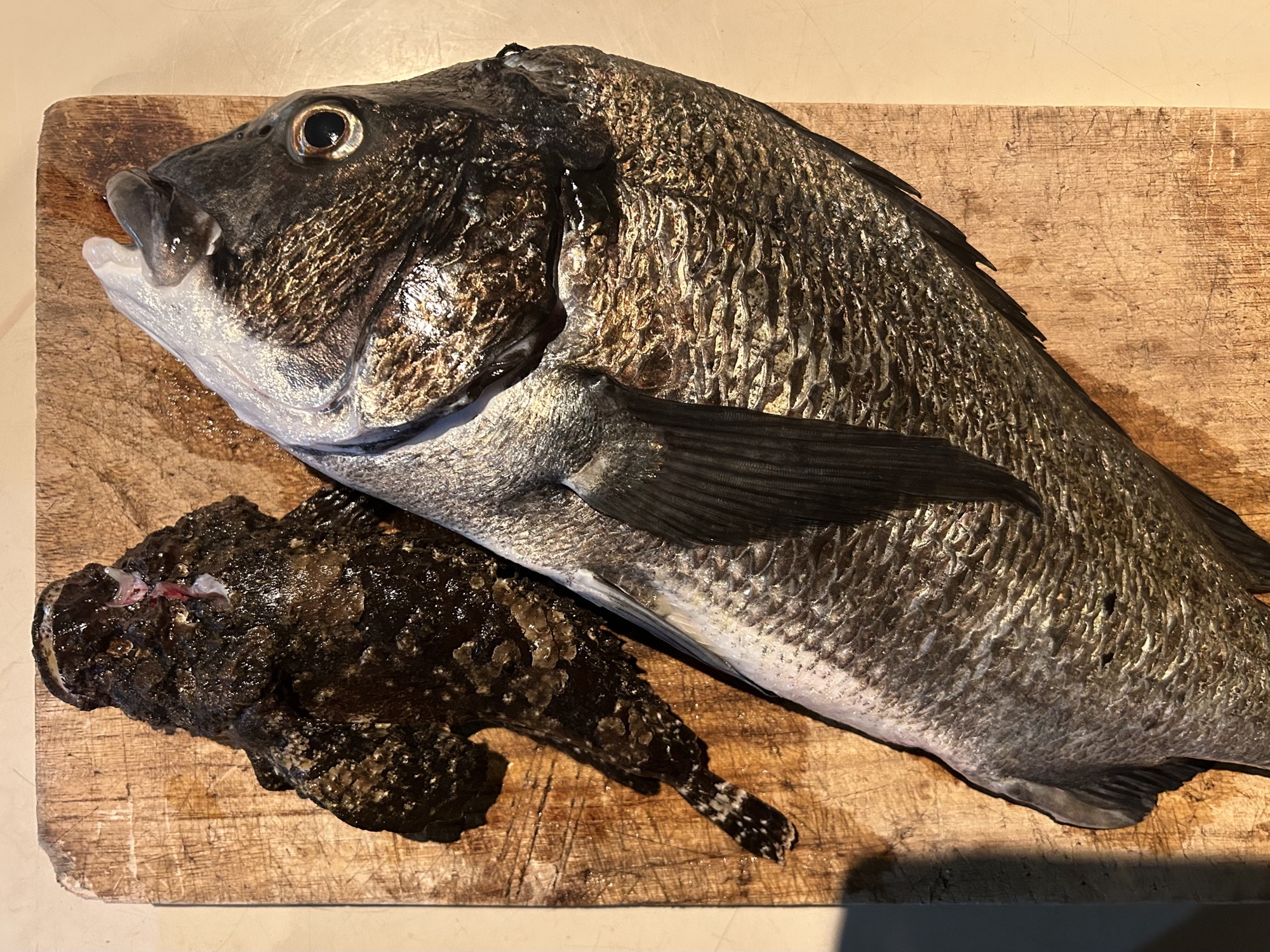 海に潜って突いた魚