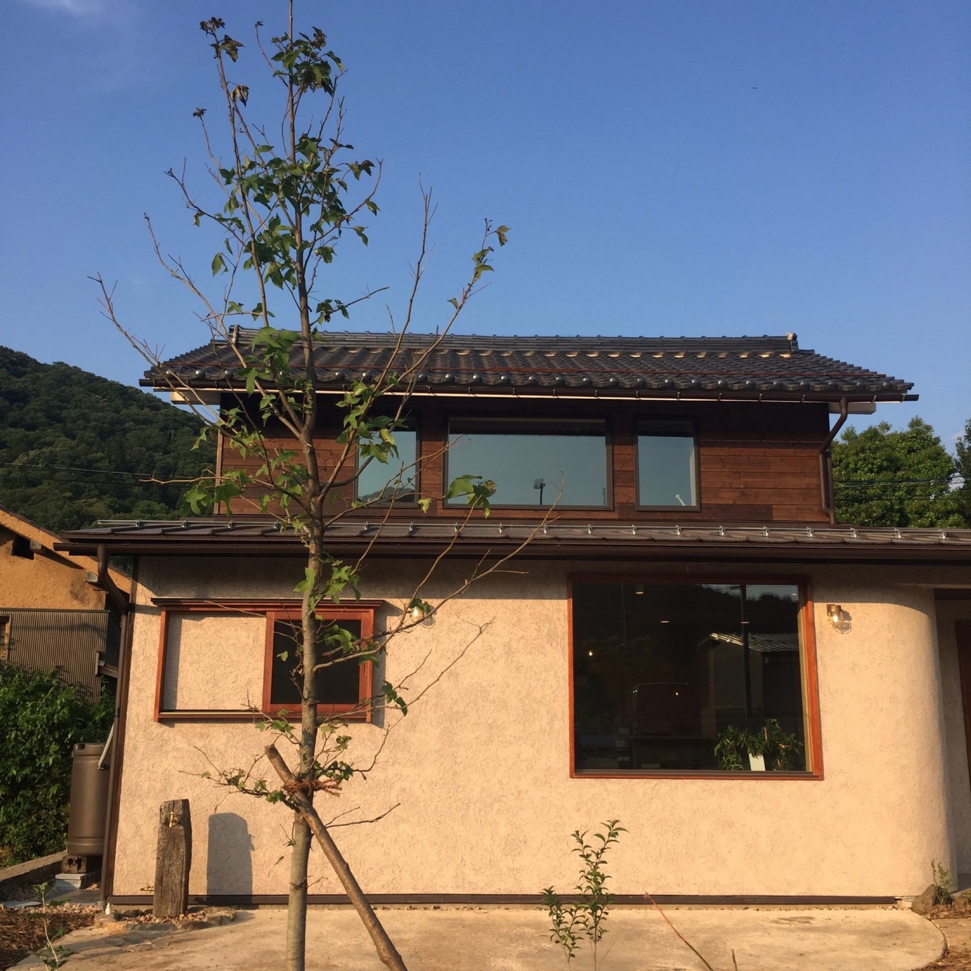 植えた当時のシンボルツリーのフウ