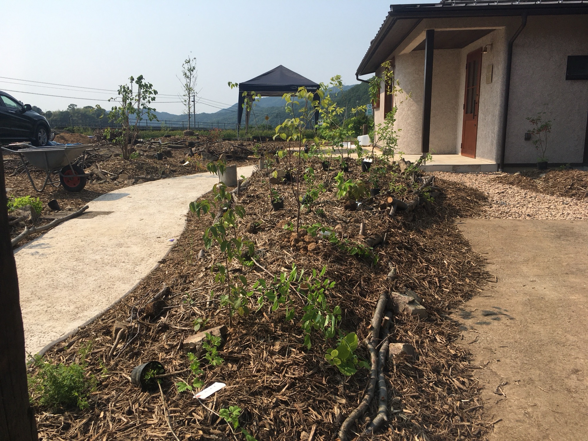 A lotの庭に木々を植えている様子